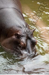 Hippo 0049